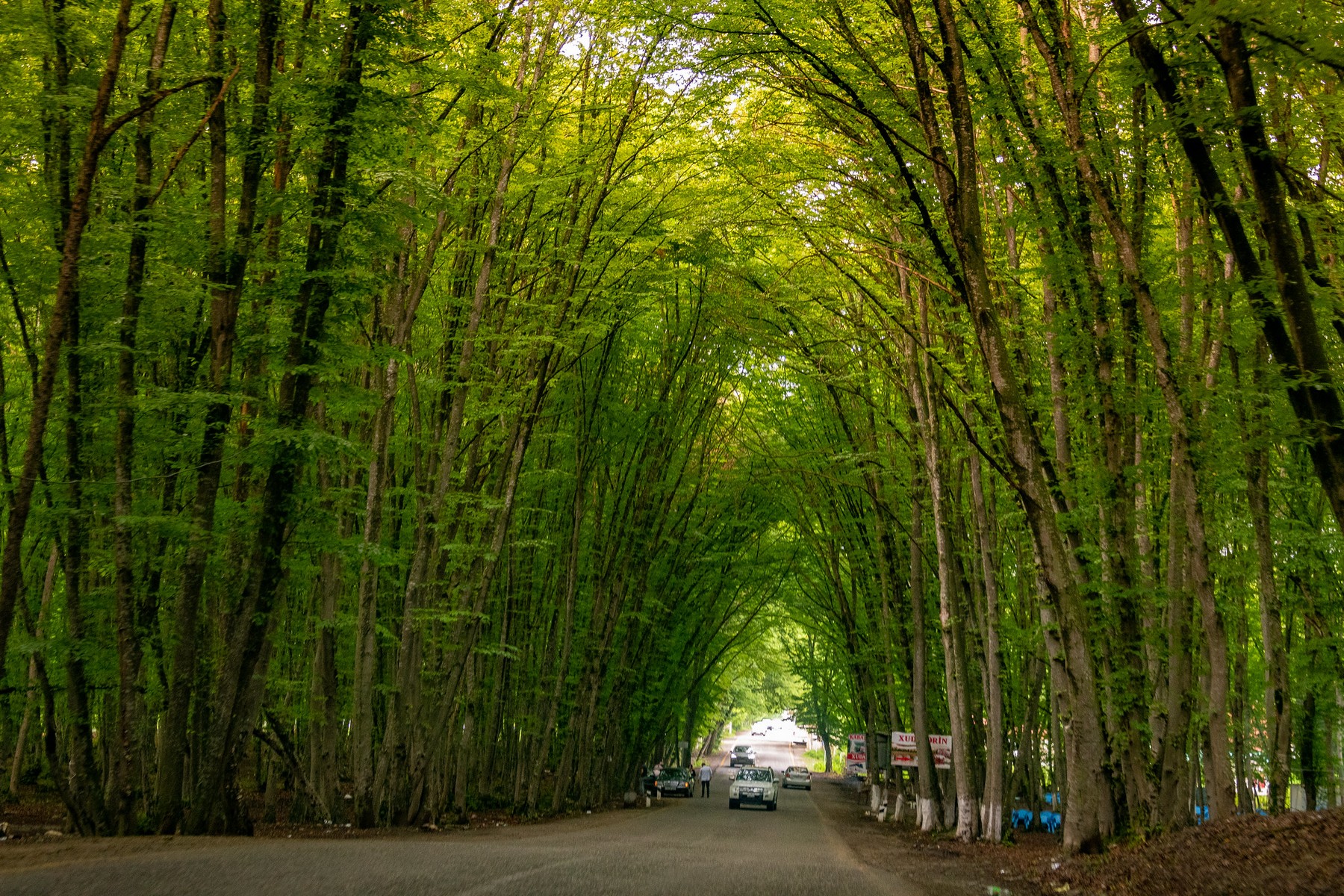 Towering ancient trees that enrich Guba’s vibrant forest landscape.