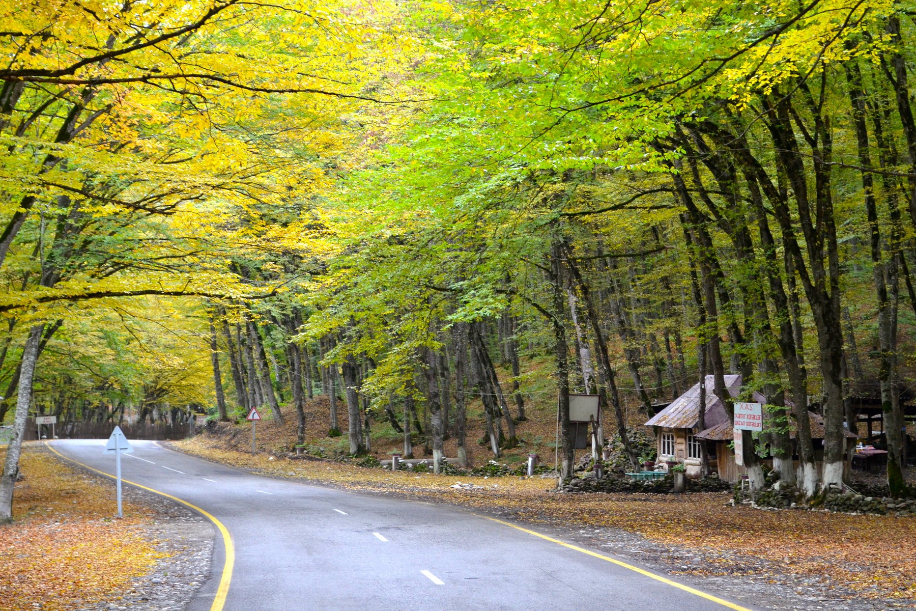 Lush Gachrash Forest showcasing Azerbaijan’s rich nature