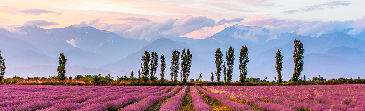 Waves of purple beauty — explore the peaceful charm of Azerbaijan's lavender fields.